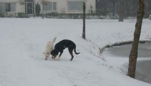 Honden 11 Honden zijn al duizenden jaren in het gezelschap van mensen. Als uitzondering tussen de dieren heeft de hond het overwicht van de mens uit vrije wil en zonder beperkingen aanvaard 3.