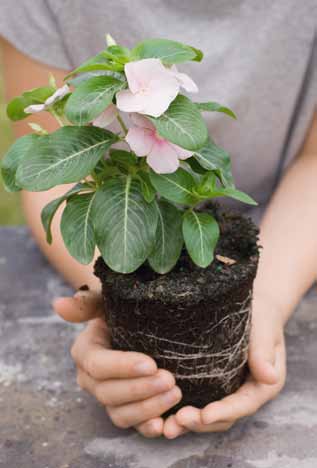 In de bloembakken en -potten U kunt rijpe compost gebruiken in bloembakken, maar niet onverdund als enig substraat.