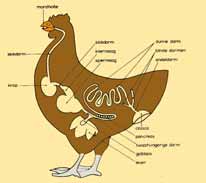 In streken waar roofdieren de kippen Beveilig de ren met stevige en fijnma- Een kip is een levendig dier. Ze heeft dan ook behoefte aan energierijk voedsel. belagen, moet je voorzorgen nemen.