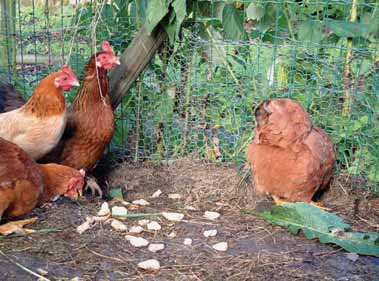 Kippen verwerken keuken- en tuinafval Hoeveel pikt een kip? Welk keukenafval geef je ze Kippen zijn vlotte verwerkers van keu- beter niet? ken- en tuinafval.