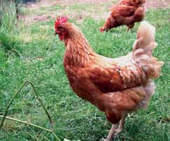 Deze biologisch opgekweekte Bovans-Goldline hybride kippen zijn uitstekende leghennen. Rechterpagina Krielen.