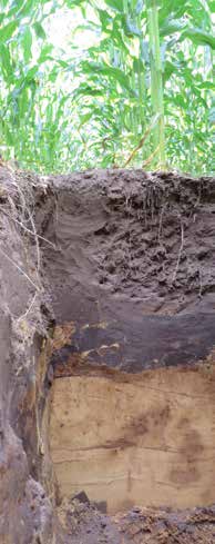 Gangbare maïsteelt De Peel Op onderstaande foto is het bodemprofiel en de beworteling afgebeeld van maïs op een veenkoloniale zandgrond bij Vredepeel.