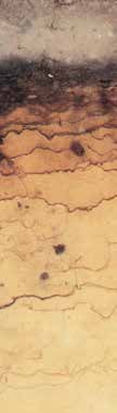 De armere zandgronden, blauw op de kaart, bevatten veel zure instabiele humus die deels naar diepere lagen spoelt en de grond verdicht.