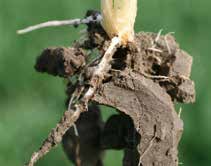 De plant zorgt voor wortels die poriën in de bodem maken, de bodemstructuur verbeteren en bij elkaar houden.
