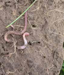 De pendelende worm, lumbricus terrestris, vindt zijn voedsel aan de oppervlakte en maakt verticale gangen in de verdichte grond.