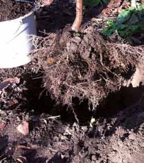 Compostgebruik bij aanplant Bomen en heesters blijven jaren op dezelfde plaats staan. Eens geplant, laat u de wortels zo veel mogelijk met rust.