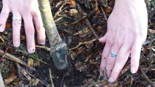 Naarmate de planten groter worden en ze in de herfst met hun bladeren zelf de bodem bedekken, vermindert de