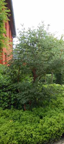 Steeds meer tuinliefhebbers gaan de uitdaging aan om met bodembedekkers, vaste planten, lage heesters, struiken en (kleine) bomen die gelaagdheid ook in hun tuin toe te passen.