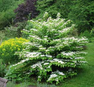 Geef bomen en heesters de ruimte Waarop letten bij de aankoop en bij het planten?