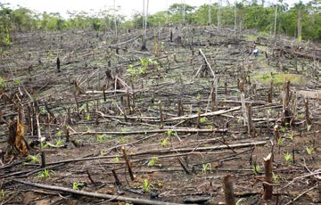 Voor sojateelt worden wereldwijd bossen gekapt. Eiwitproductie met algen kan een stuk duurzamer zijn. van het totale landoppervlakte van Spanje. Beschikbaar areaal lijkt daarmee dus geen obstakel.