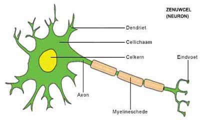 Figuur 4.1 Een zenuwcel met uitlopers. Wat we in dit hoofdstuk 'een zenuw' noemen is het axon. Axonen in het menselijk lichaam hebben een lengte in de orde van van een paar millimeter tot een meter.