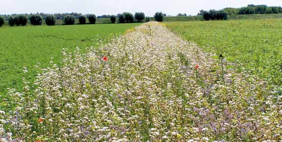 Box 8 Hoeksche Waard: natuur levert ecosysteemdiensten Het groen-blauwe netwerk van het Nationale Landschap Hoeksche Waard wordt gevormd door dijken, kreken, bermen en akkerranden.