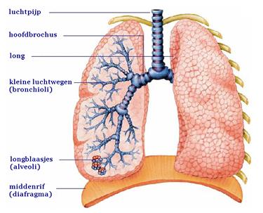 Weergave van longen Bron: Praktijk Fysiotherapie Zandee De longblaasjes hebben door middel van hun elasticiteit een groot diffusieoppervlak.