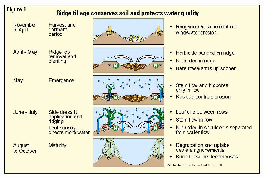 Figuur 4. Schematische voorstelling van het ridge tillage (ruggenteelt) systeem, door Cloutier bewerkt van Forcella and Lindstrom (1988).