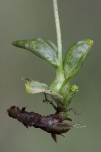 Rechts een foto van een Veenmosorchis plant met wortelknol en broedknolletjes aan de bladuiteinde (foto: R. Dundr).