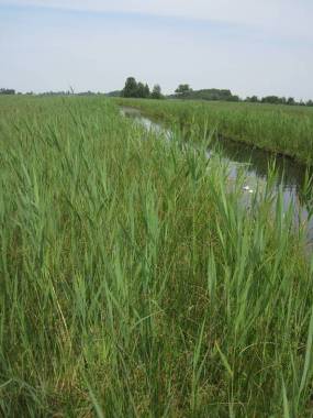 Standplaatseigenschappen van de Veenmosorchis (Hammarbya paludosa) in