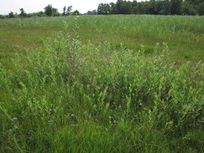 Standplaatseigenschappen van de Veenmosorchis (Hammarbya paludosa) in Nederland.................................................................... Nieuwkoop 2 Vegetatie Afbeelding 36.