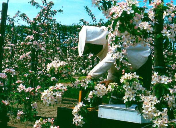 Bijen en bestuiving in de fruitteelt