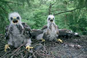 Deze bevindingen geven aan dat een van de mogelijkheden om verliezen onder weidevogelkuikens te beperken ligt in het aanpassen van de hoogte en steilte van sloot- en greppelkanten.