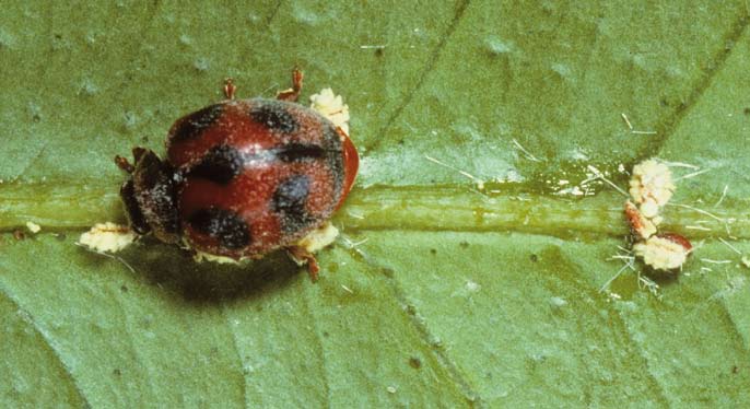 p l a g e n b e s t r i j d e n z o n d e r g i f j o o p v a n l e n t e r e n een aantal kooien op het dek bouwde waarin hij acacias, de Icerya schildluizen en de Rodolia cardinalis