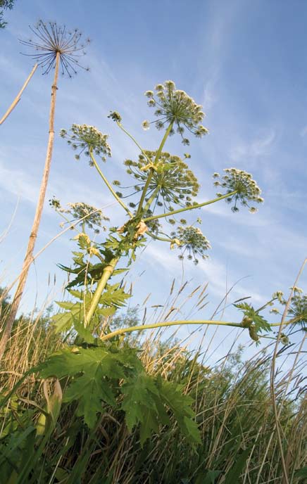 Heracleum mantegazzianum één der earste allochtoanen kwam fia Kaukasus út Iraan hier in 1890 te woanen geniet nou monumentaal bestaan in tún, park en bermse gras pronkt 3m hooch,