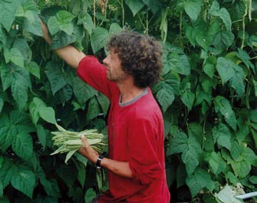 1. Inleiding Biologische telen doe je in de grond! Intensieve glastuinbouw zonder vruchtwisseling leidt vroeg of laat tot grondgebonden ziekten & plagen.