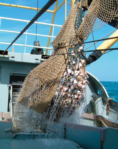 Als vissers efficiënter gaan vissen kan hun vangstsucces toenemen, zonder dat dit hoeft te betekenen dat er meer vis in zee zit.