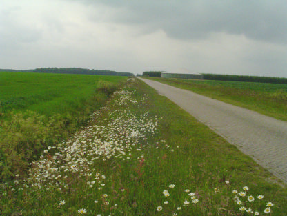 7 BERMEN 7.1 Inleiding Bermen hebben verschillende functies: civieltechnisch, verkeerskundig en landschappelijk / ecologisch.