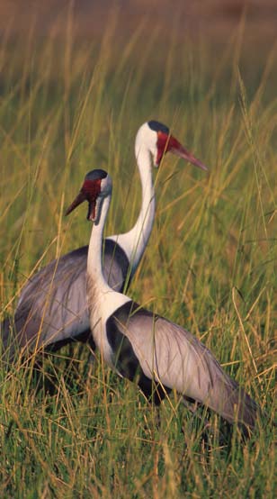 Wereld Natuur Fonds Postbus 7 3700AA Zeist