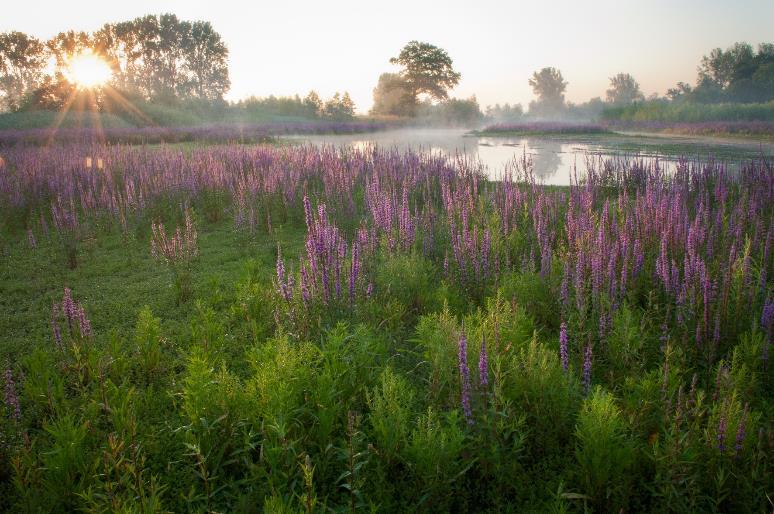 Spontane natuur