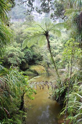Het regenwoud zoals dat op vele plaatsen in Nieuw-Zeeland voorkomt. Foto: Ineke Vink tot 6 m. 2.