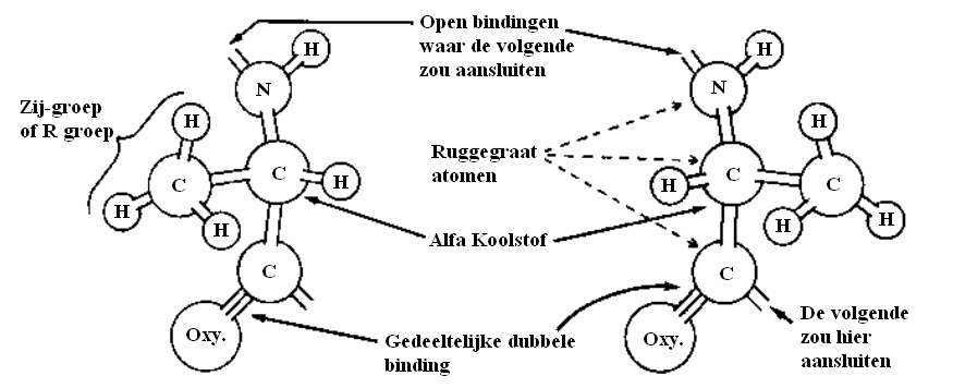 Hoofdstuk 3 - Het mysterie van de linksdraaiende moleculen in proteïnes is lastig om dit buiten levende wezens voor elkaar te krijgen.