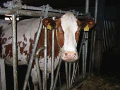 Geur 20. Mag een stankcirkel van een boerderij over een sportpark liggen? Is de stankcirkel goed bepaald?