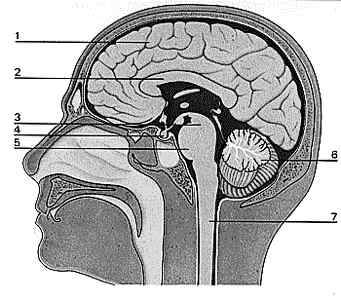 3. ANATOMIE Grote hersenen Hersenstam Kleine