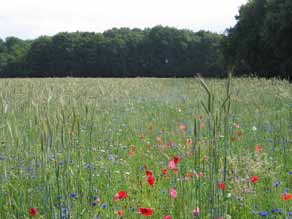 Het Maldegemveld, op de grens tussen Maldegem en Knesselare, behoort tot het Natura 2000-netwerk, het Europees netwerk van beschermde natuurgebieden in Europa.