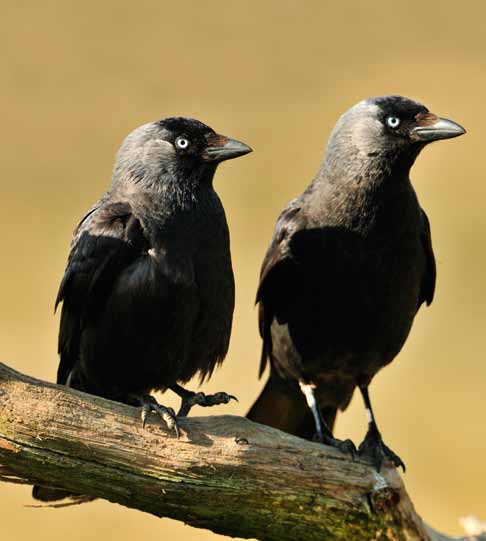 Je komt er te weten hoe je dieren kunt opsporen tijdens een wandeling, wat de laatste technologische snufjes zijn om vogels te spotten Naast een bezoek aan de tijdelijke opstelling kun je ook een