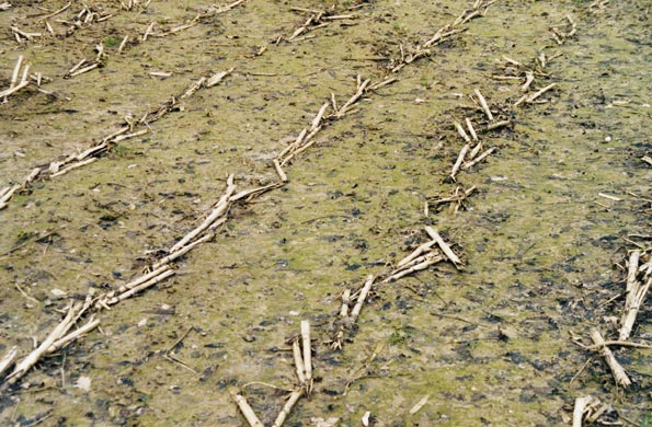 Door het gladde bodemoppervlak neemt de stroomsnelheid van het water toe, waardoor de erosiviteit en het risico op geul- en ravijnvorming toenemen.