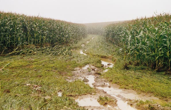 Erosiebestrijdingstechnieken Voordelen van een grasgang: De beworteling en de vegetatieve bedekking zorgen voor een betere structuur en samenhang van de bodem, waardoor die meer bestand is tegen de