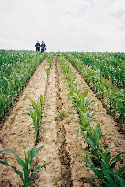 Bodembewerking volgens de hellingsrichting bevordert de ontwikkeling van geultjes. Voordelen van strokenbouw: Reductie van de hellingslengte. Sediment wordt slechts over korte afstanden verplaatst.