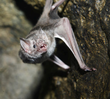 De bruine grootoorvleermuis kan stil in de lucht hangen Geen vriend van Dracula Sommige mensen denken dat vleermuizen bloed van mensen drinken. Maar hier hoef jij niet bang voor te zijn.