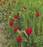 Zij worden vergezeld van de Euphorbia parlias, medicago marina, otanthus maritimus, Eryngium maritimus, chrithmum maritims- allemaal namen die hun voorliefde voor de zeekust verraden.