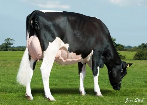 Boyesland Asterix Maria VG86 Holbra PAULO aaa 351426 (Bolton x O-Man) Paulo biedt een breed pakket aan in breedte en kracht, terwijl zijn dochters