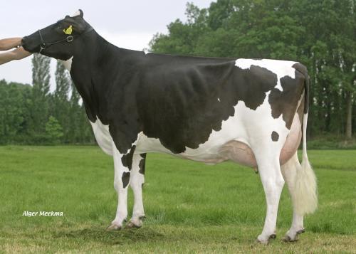 Timmer CLIMAX aaa 516432 (O-Man x Novalis) De topbevruchter van K.I. SAMEN! Hij vererft positief melk met zeer positieve gehalten; zowel vet als eiwit.