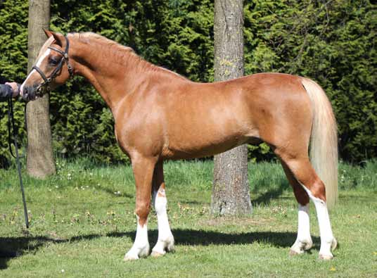 Ysselvliedts Free Ladykiller Laithehill Amadeus Section B chestnut/vos. Stm/height 1.32 m. geb/b. 2011 Owner/eigenaar Ysselvliedt stud, Wezep Section B, Chestnut/vos, stokmaat/height 1.30 m. born/geb.