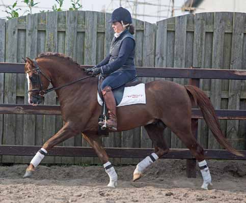 Ysselvliedts Velvet Woodbreeze Linksbury Distinction Section/sectieB, Dark chesnut/donkere vos stm/height 1.35 m geb/b. 2010, Owner/eigenaar Ysselvliedt stud Welsh part bred, bay/bruin stm/height 1.