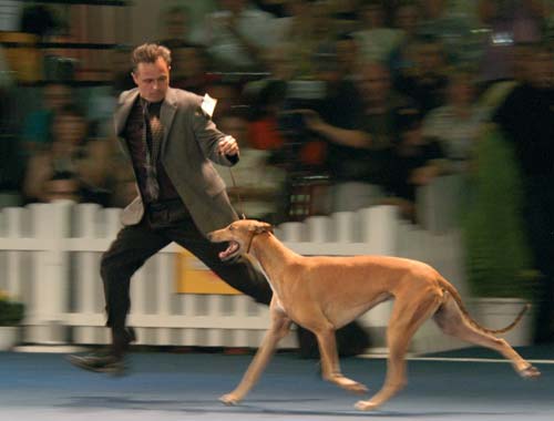 Cursus Rashondenpups fokken en nu? Dit is de nieuwste (2008) cursus van de Raad van Beheer, die is ontwikkeld in het kader van de certificering van rasverenigingen en rashondenfokkers.