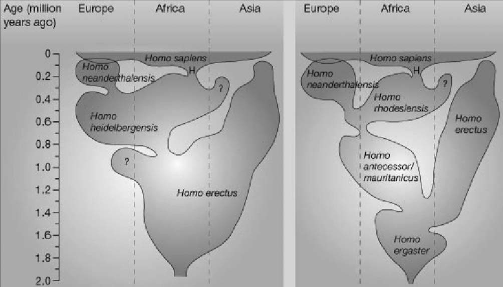 Figuur 1. Twee verschillende visies op de verspreiding van hominiden over de wereld volgens de Out of Africa -theorie.