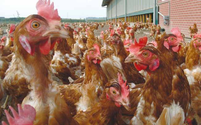 Een uitdagende omgeving Varkens en kippen hebben gemeen dat het zeer gedreven scharrelaars zijn.