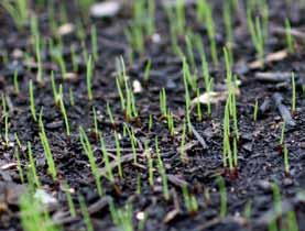 Als de voedselreserve in de bodem daalt en niet opnieuw wordt aangevuld, dan zal het gras minder groen kleuren, zijn groeikracht verliezen en stilaan concurrentie krijgen