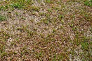 Er zijn ook organismen die het gras gezelschap houden en die vanzelf meststoffen aanvoeren in de bodem!